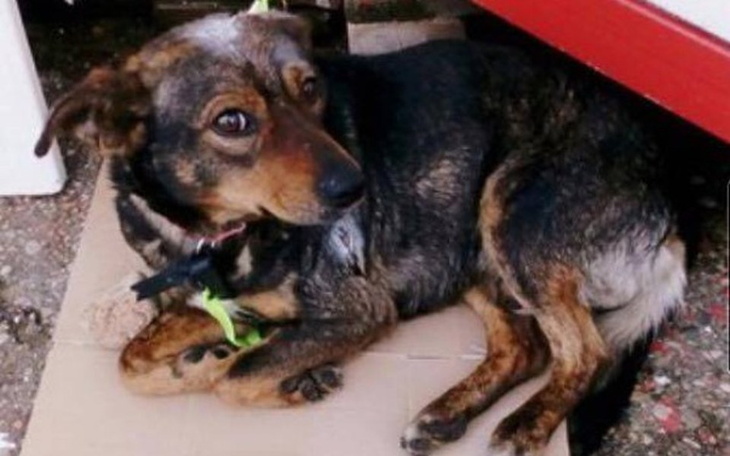 Zbiórka Miał zostać zabity... przeżył! - zdjęcie główne