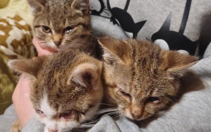 Trzy małe kotki w ramionach opiekuna.