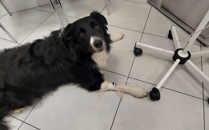 Czarny pies leżący na podłodze w pomieszczeniu.