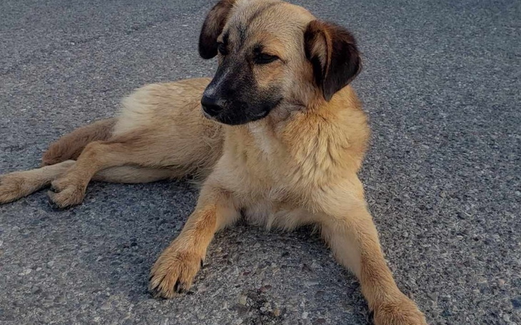 Zbiórka Transport 2 suczek z Grecji - zdjęcie główne