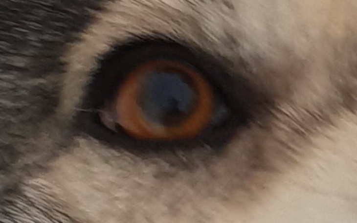 Zbiórka Dla Pieska który jest już ślepy - zdjęcie główne