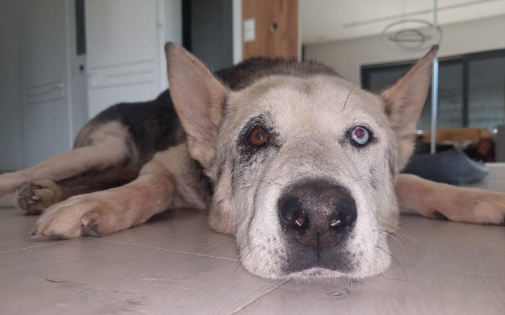 Zbiórka Pomoż leczyć Dante - zdjęcie główne