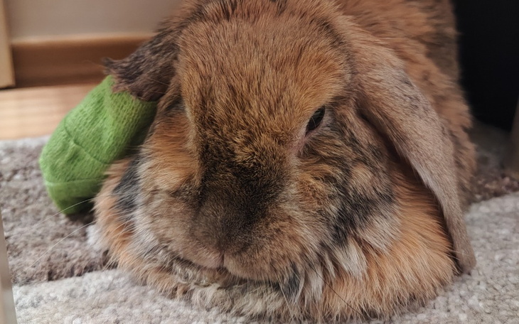 Zbiórka Chrupek - skręt płata wątroby - zdjęcie główne