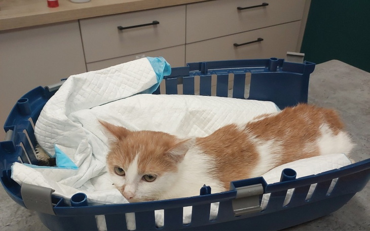 Kot odpoczywający w transporterze, otoczony białymi ręcznikami.