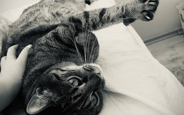 Zbiórka Boluś walczy z FIP - zdjęcie główne