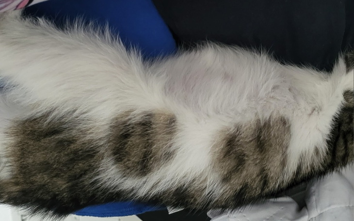 Zbiórka Potrzeby kocura - zdjęcie główne