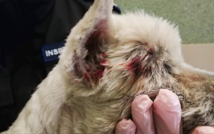 Zbiórka Ratujmy Różyczkę - zdjęcie główne