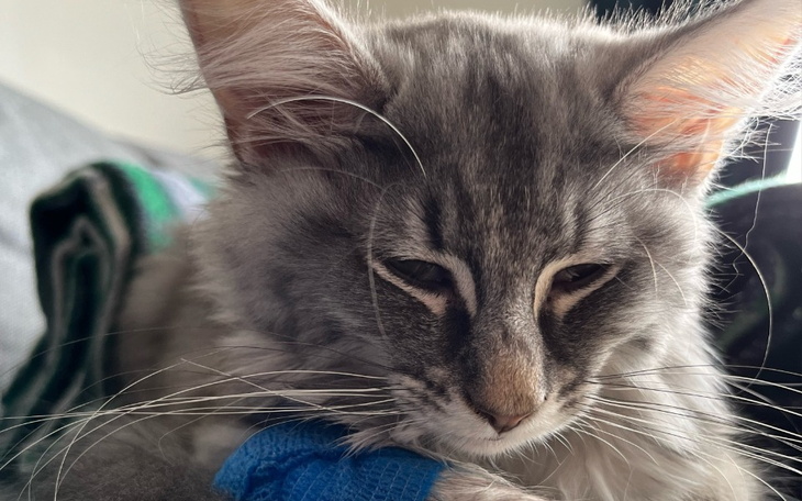 Zbiórka Leczenie kociaka - Diagnoza FIP - zdjęcie główne