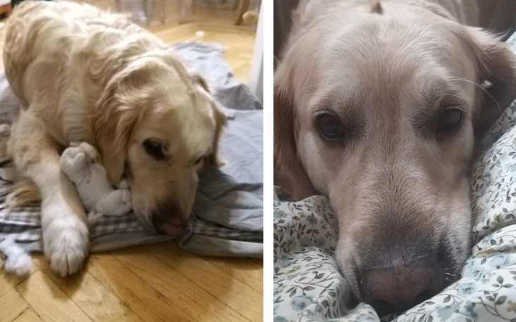 Zbiórka Operacja łapki Stelli - zdjęcie główne