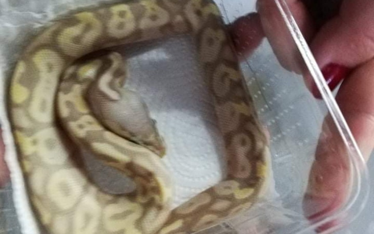 Zbiórka Zbieram na zwierzątko - zdjęcie główne