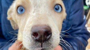 Zbiórka Dla 40 psów z Tarnowa - miniaturka zdjęcia