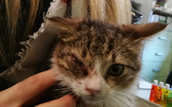 Zbiórka Pomoc dla kotów Pruszcz Gdański - zdjęcie główne