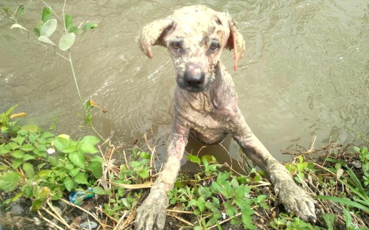 Brudny pies w wodzie, wyglądający na zagubionego.