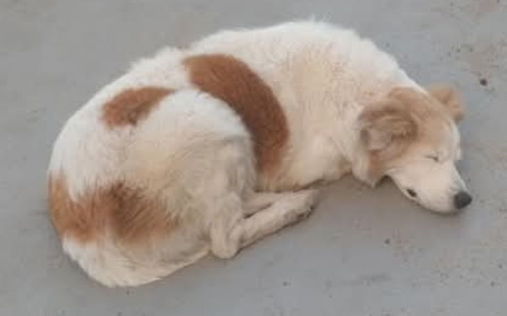 Śpiący pies na podłodze, w pozycji zwiniętej.