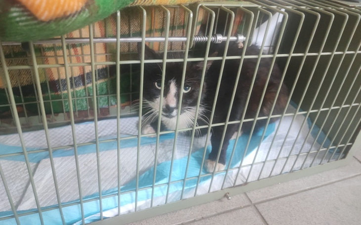 Zbiórka Leczenie Pepe z Kolibek - zdjęcie główne