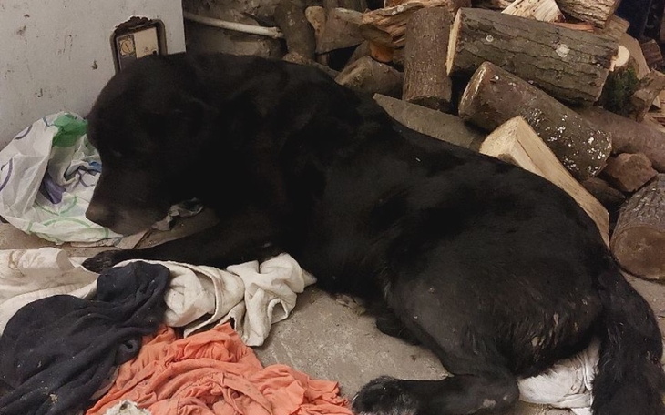 Czarny pies leżący na podłodze wśród drewna.