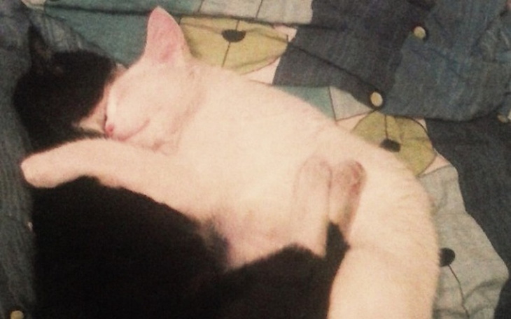 Zbiórka Spłata długu za leczenie kotów - zdjęcie główne