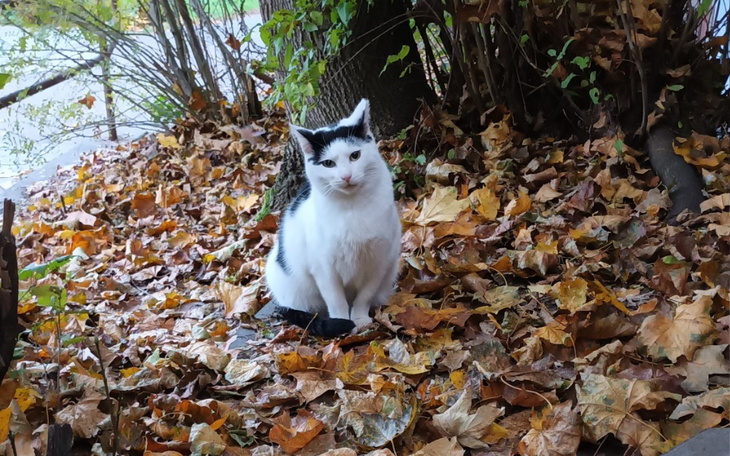 Zbiórka Na karmę dla Podgórniaków - zdjęcie główne