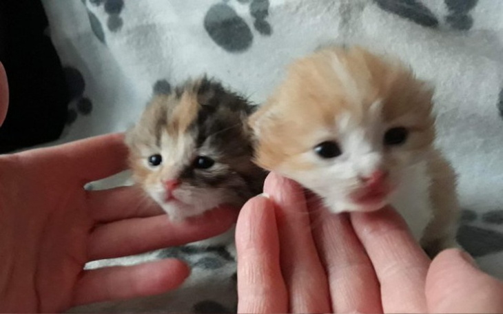 Zbiórka Kocie sierotki z budowy - zdjęcie główne