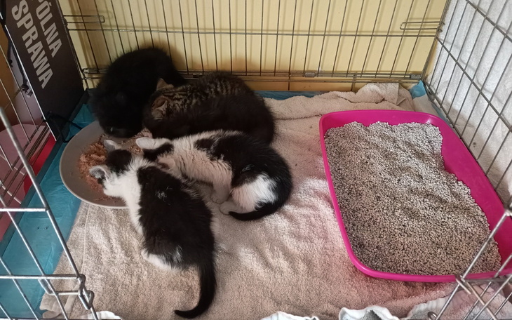 Cztery kocięta jedzące z miski w klatce.