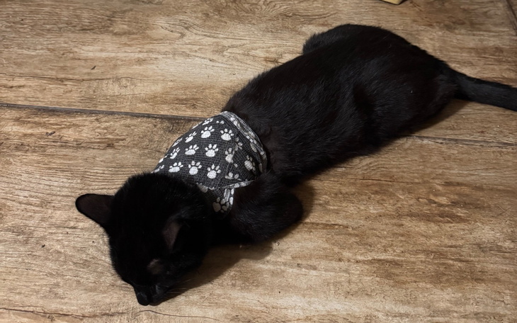 Czarny kot w ubranku z wzorem łapek, leżący na podłodze.