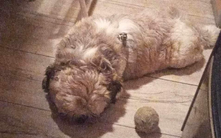 Zbiórka Na Leki dla Psa - zdjęcie główne