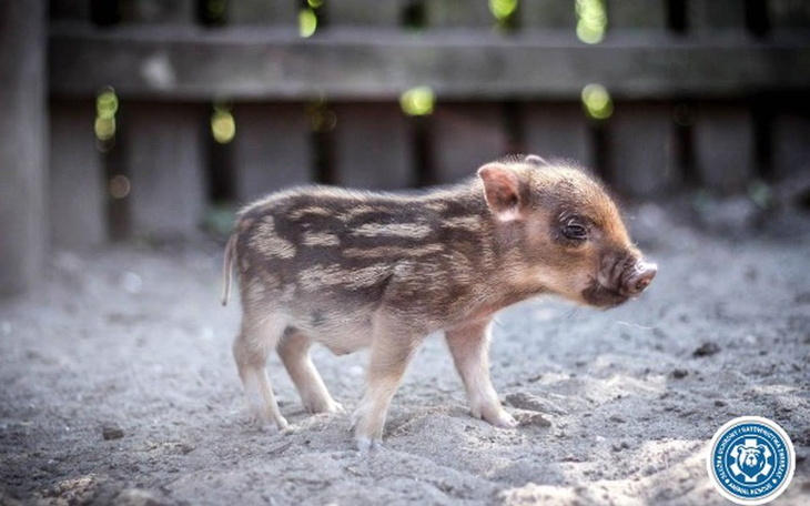 Zbiórka Ochrona dzików w Cyganówce - zdjęcie główne