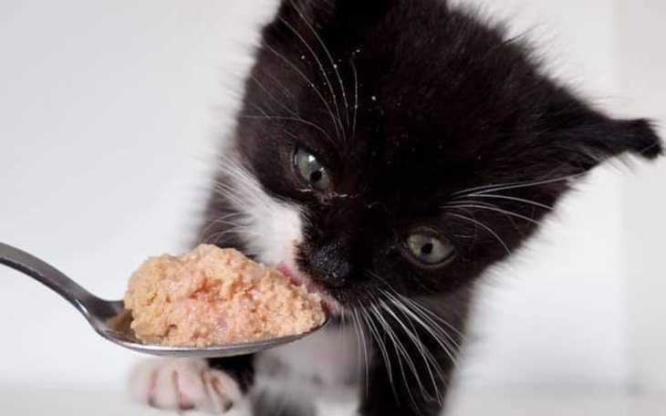 Zbiórka Błagamy o pomoc... - zdjęcie główne