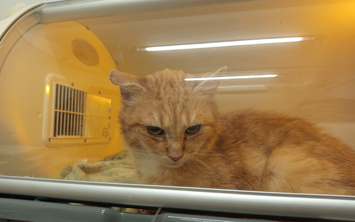 Rudy kot w szklanym pomieszczeniu, wygląda na zamyślonego.