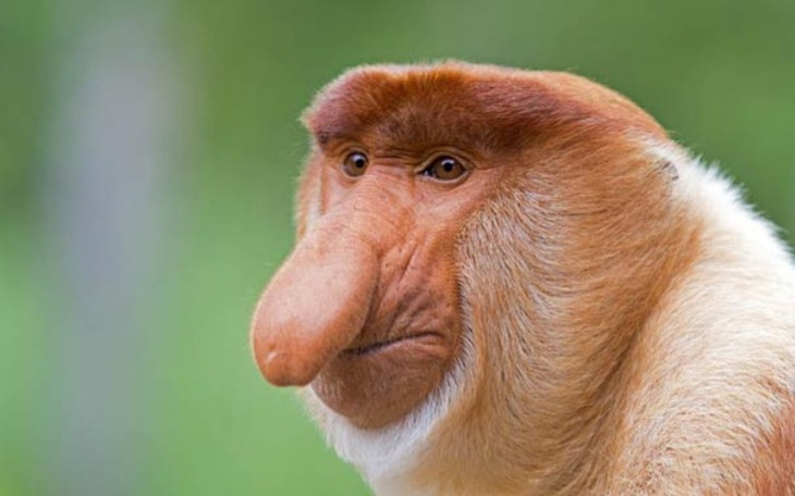 Zbiórka Pomnik Janusza Nosacza w Polsce - zdjęcie główne