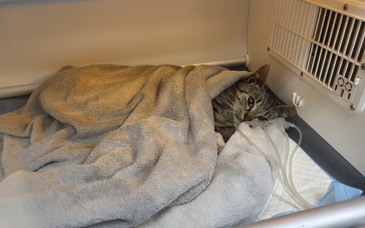 Zbiórka Potrącił Brunię i odjechał - zdjęcie główne