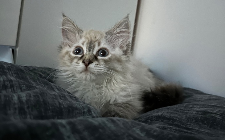 Zbiórka Malutka Nala walczy o życie - zdjęcie główne