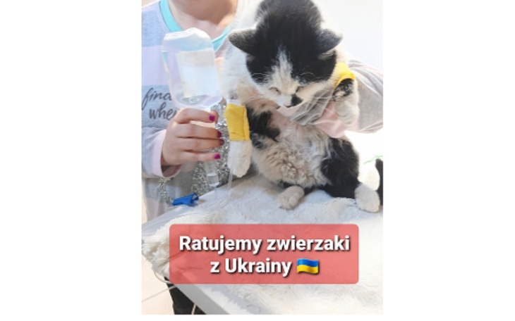 Zbiórka Ratujmy Zwierzaki z Ukrainy - zdjęcie główne