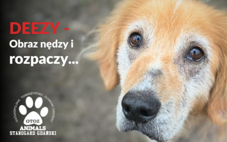 Pies z wyrazem smutku na twarzy.