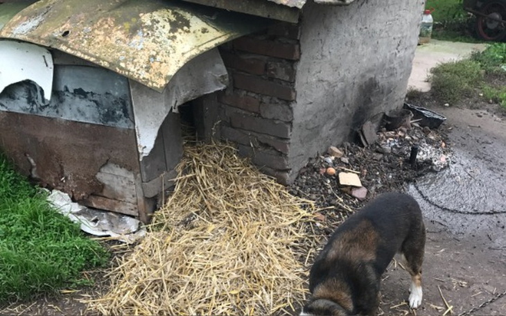 Zbiórka Buda dla Azorka - zdjęcie główne