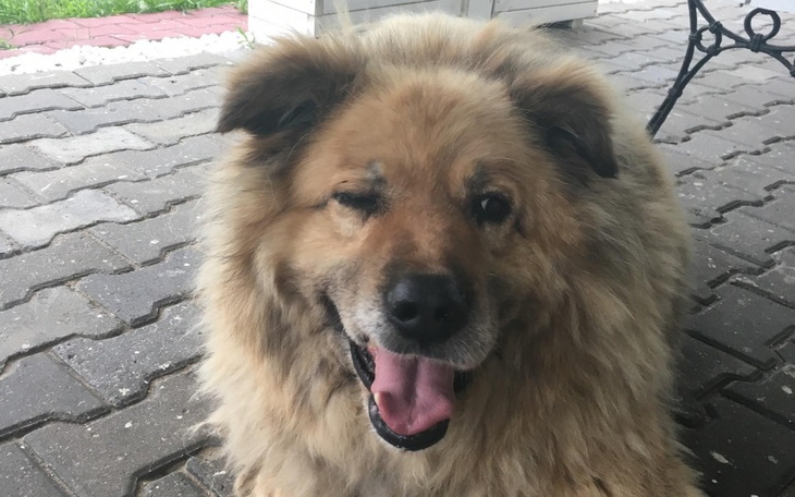 Zbiórka Studencka zbiórka na schronisko - zdjęcie główne