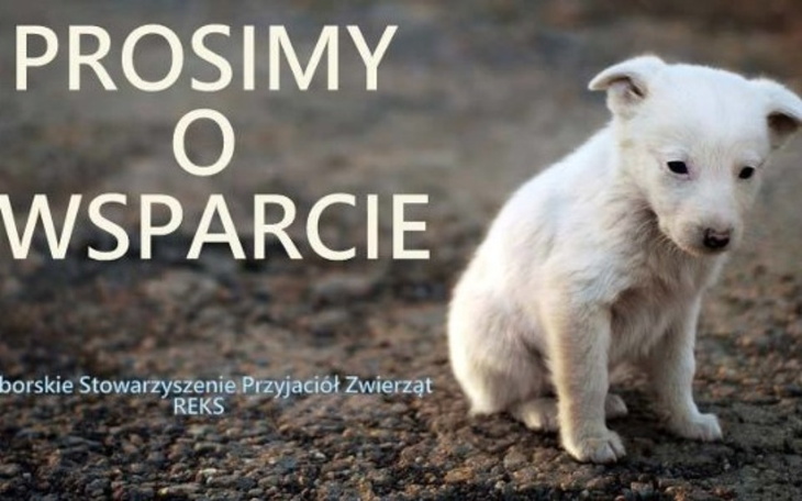 Zbiórka Pomagam dla zwierząt - zdjęcie główne