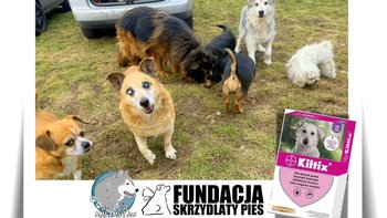 Zbiórka Na ochronę przed kleszczami - miniaturka zdjęcia