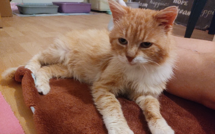 Zbiórka Panel alergiczny dla Gucia - zdjęcie główne