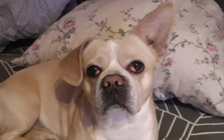 Zbiórka Operacja oczu Bąbelka - zdjęcie główne