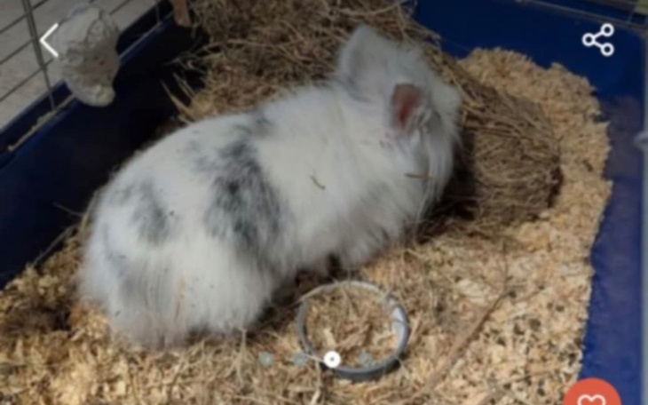 Trzy małe kotki w klatce, wyglądające na ciekawskie.