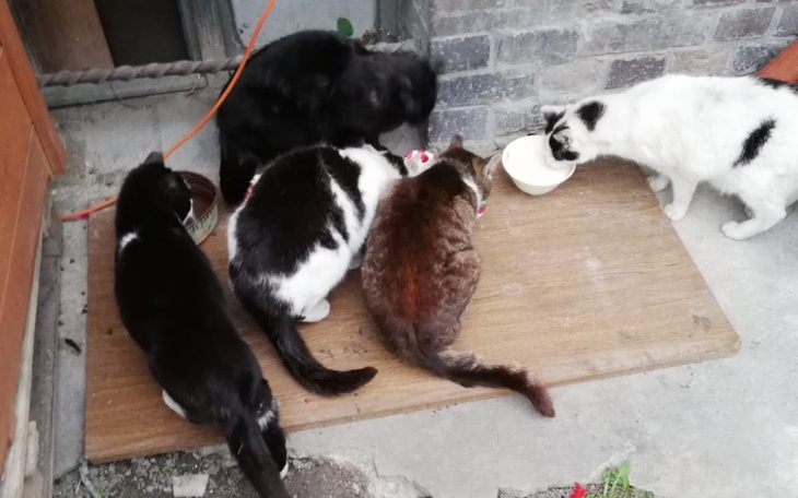 Zbiórka Karma wolnożyjących kotków - zdjęcie główne