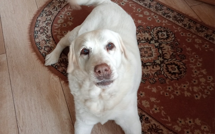 Zbiórka Yumi potrzebuje pomocy - zdjęcie główne