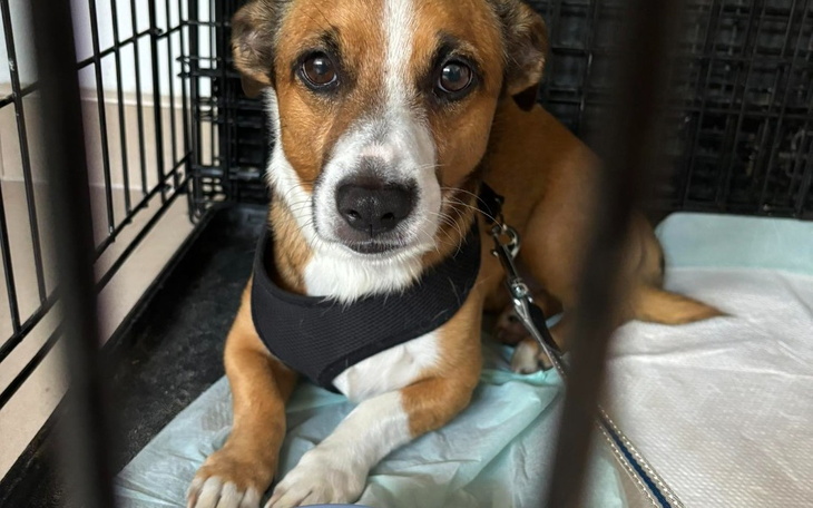 Zbiórka Chciała oddać -kastracja - zdjęcie główne