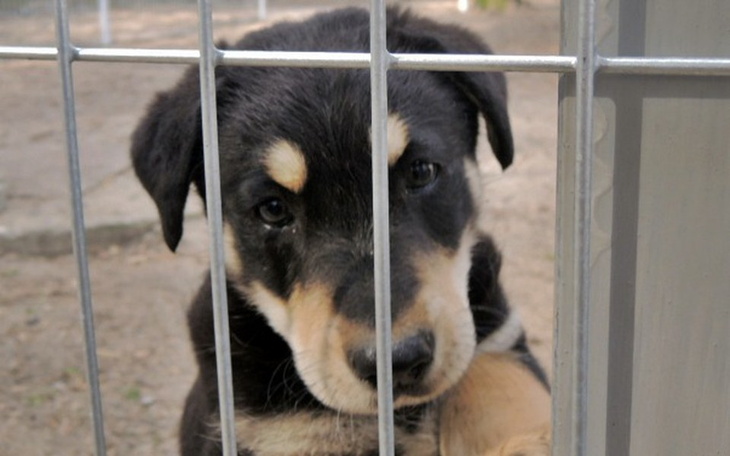 Szczeniak patrzący przez kraty, z wyrazem tęsknoty.
