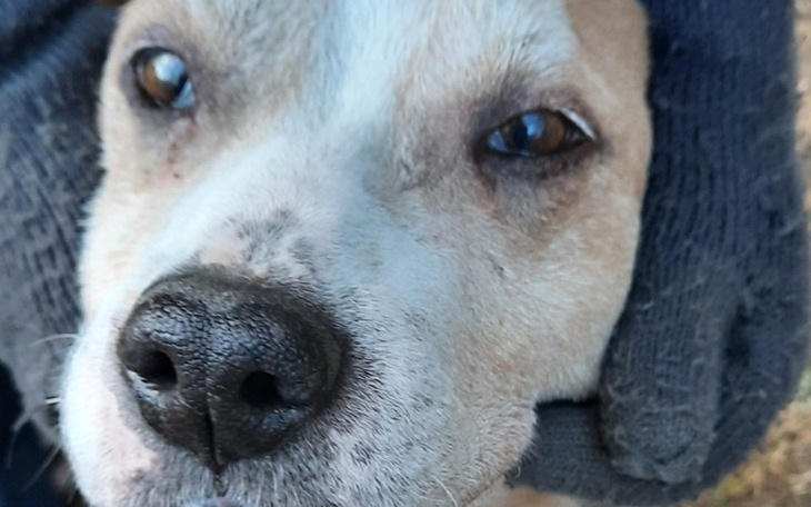 Zbiórka Podróż Elzy do lepszego świata - zdjęcie główne