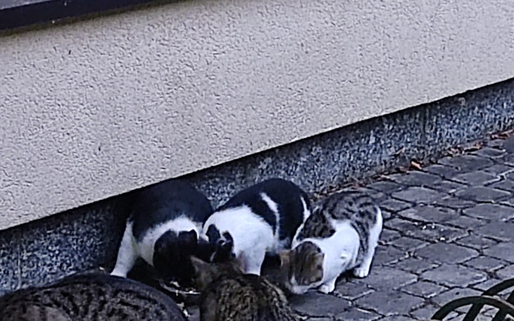 Grupa kotów jedzących na chodniku, w otoczeniu budynku.