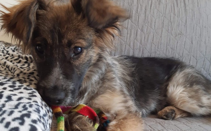 Zbiórka Na nowych podopiecznych - zdjęcie główne