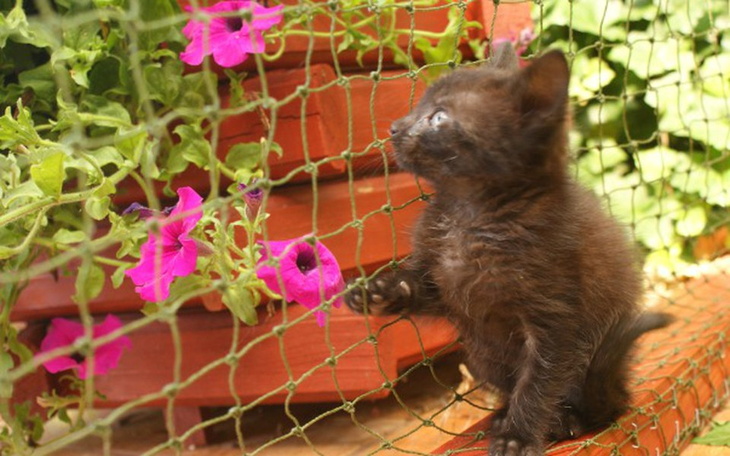 Zbiórka S.O.S. dla Zwierząt Wąbrzeźno - zdjęcie główne