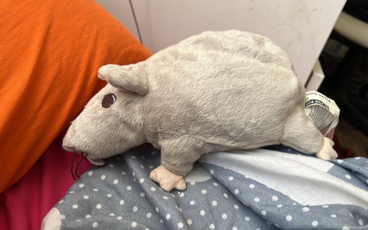 Zbiórka Knee high converse3 - zdjęcie główne